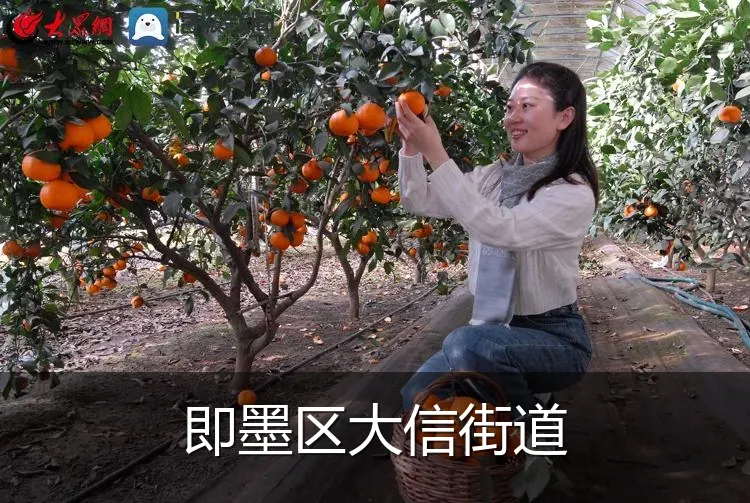 即墨区大信街道